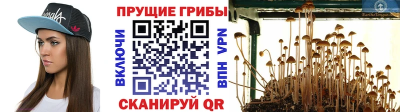 Купить где  Белозерск  Псилоцибиновые грибы ЛСД 